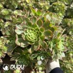 Aeonium Fluorescent Kaleidoscope Clustering