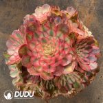 [RTS]Aeonium Litchi Clustering