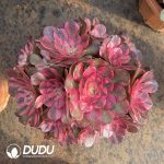 [RTS]Aeonium Litchi Clustering