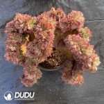 [RTS]Aeonium Litchi Cristata