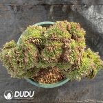 [RTS]Aeonium Aquaman Cristata