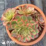 [RTS]Aeonium Yunhe Clustering