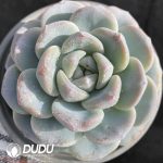 Echeveria Ice Green