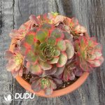 [RTS]Aeonium Nafu Clustering