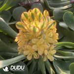 [RTS](Grafted)Aeonium Sun God Clustering