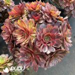 [RTS]Aeonium Banxia Clustering