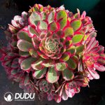 [RTS]Aeonium Peacock Feather Clustering