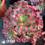 [RTS]Aeonium Aquaman Clustering