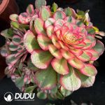 [RTS]Aeonium Litchi Clustering
