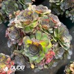 [RTS]Aeonium Aquaman Colorful Variegated Clustering