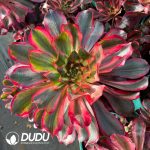 [RTS]Aeonium Red Witch Clustering (Old Pile)