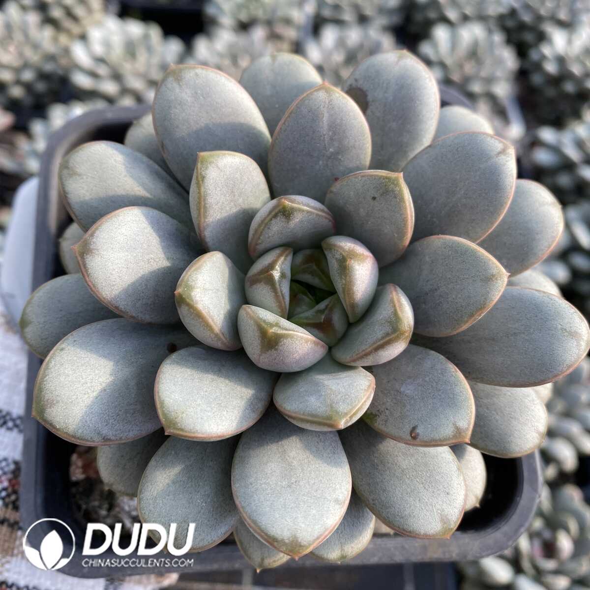 e201-165.jpg Echeveria Grape - Image 1