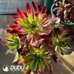 [RTS]Aeonium Ziyan Clustering