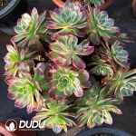 [RTS]Aeonium Kaleidoscope Clustering
