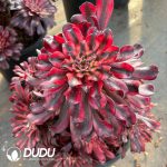 [RTS]Aeonium Sweet Words of a Beauty Clustering