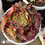 [RTS]Aeonium Black Devil Variegated Clustering