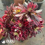 [RTS]Aeonium Flame Elf Clustering