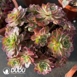 [RTS]Aeonium Pure Heart Clustering