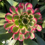 [RTS](Grafted)Aeonium Crabapple Clustering