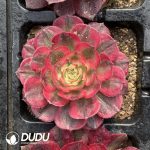 [RTS]Aeonium Sea God