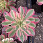 [RTS]Aeonium Flourished Life