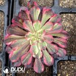 [RTS]Aeonium Straight Flush
