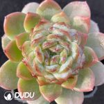 Echeveria Green Diamond