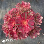 [RTS]Aeonium Witch Clustering