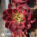 [RTS]Aeonium Ruyi