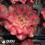 [RTS]Aeonium Alice