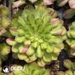 [RTS]Aeonium Zhifou