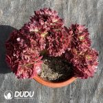 [RTS]Aeonium Qingcheng Cristata