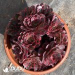 [RTS]Aeonium Enchanting Gold Rose Variegated Clustering