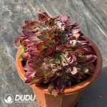 [RTS]Aeonium Pink Flower Cristata