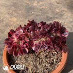 [RTS]Aeonium Lychee Cristata