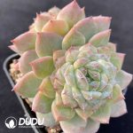 Echeveria Green Diamond Double Heads