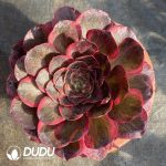 [RTS]Aeonium Charming Gold Rose Variegated