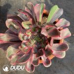 [RTS]Aeonium Eye of Demon