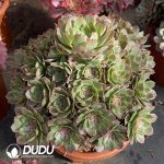 [RTS]Aeonium Banxia