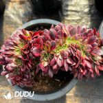 [RTS]Aeonium Samsara Variegated Cristata