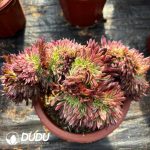 [RTS]Aeonium Golden Chrysanthemum Cristata