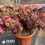 [RTS]Aeonium Miul Cristata