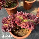 [RTS]Aeonium Samsara Cristata