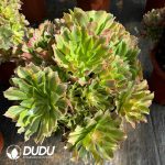 [RTS]Aeonium Radiance Clustering