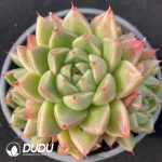Echeveria Quartz Clustering