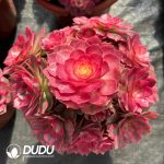 [RTS]Aeonium Qingcheng Clustering