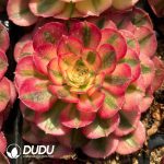 [RTS]Aeonium Qingcheng