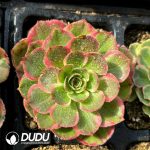 [RTS]Aeonium Pink Crown
