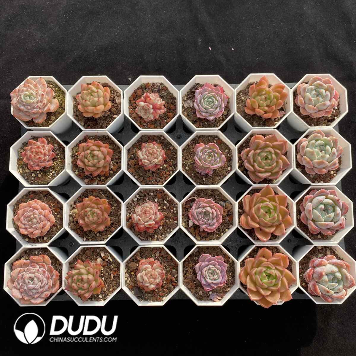 e201-1685.jpg XX Echeveria Collocation 1 - Image 1