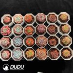 XX Echeveria Collocation 2